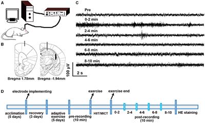 Comparison of alterations in local field potentials and neuronal firing in mouse M1 and CA1 associated with central fatigue induced by high-intensity interval training and moderate-intensity continuous training